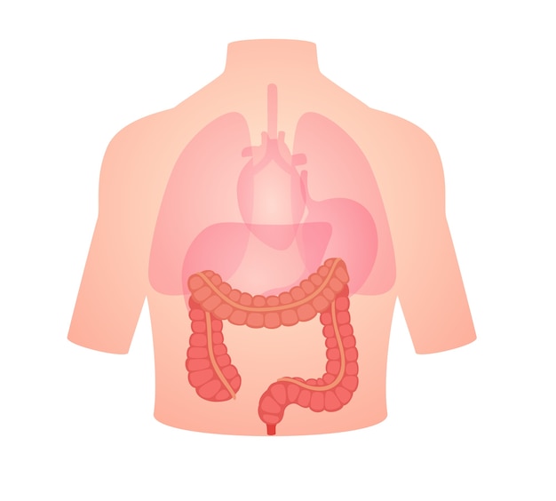 Vector human anatomy organ large intestine position in body lung heart transparent