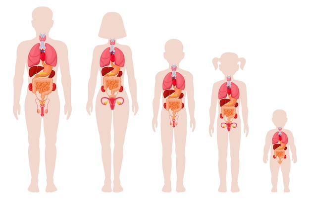 Human anatomy organs. Man, woman, girl, boy and newborn baby with internal organs location