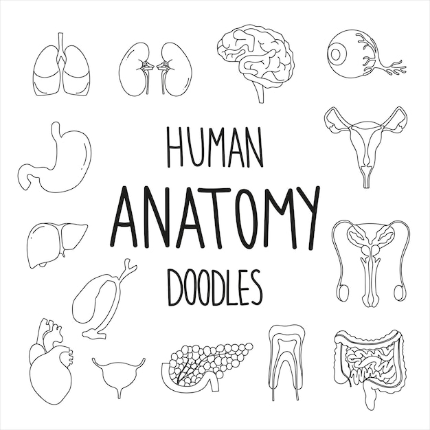 Human Anatomy Set in Doodle Style