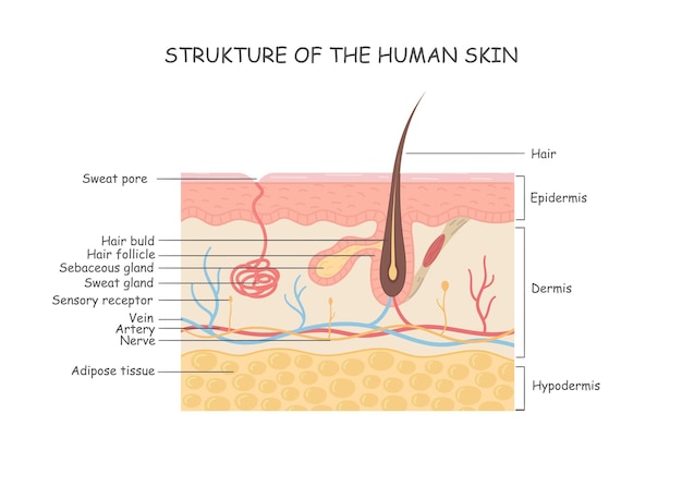 Human Anatomy Skin And Hair Diagram Integumentary System