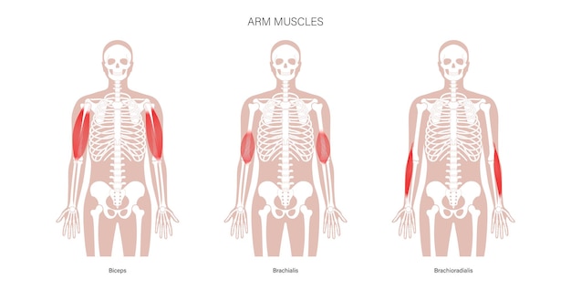 Human arm muscles