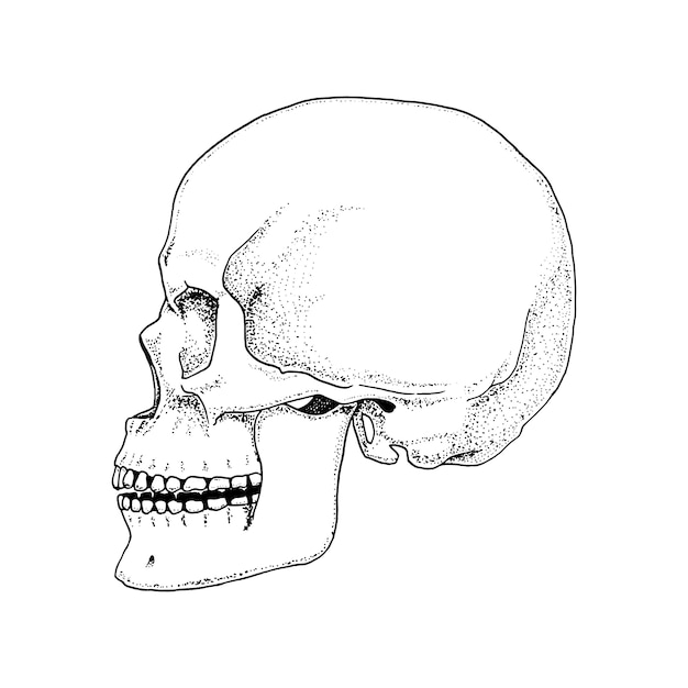 Human biology, anatomy illustration. engraved hand drawn in old sketch and vintage style. skull or skeleton silhouette. Bones of the body. front view or face.