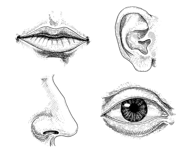 Human biology organs anatomy illustration engraved hand drawn in old sketch and vintage style face detailed kiss or lips and ear eye or view look with nose