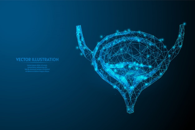 Human bladder close up. Organ anatomy. Excretory system. Kidney disease, cancer, cystitis, stones. Innovative medicine and technology. 3d low poly wireframe illustration.