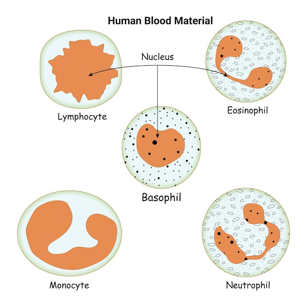 Vector human blood material nucleus lymphocyte basophil monocyte neutrophil