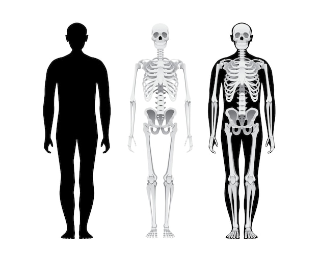 Human body anatomy skeletal system male person skull bones illustration Isolated on white