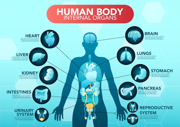 human body internal organs schema flat infographic poster with icons 