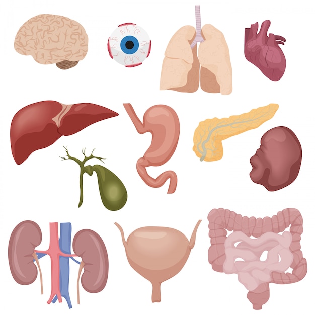 Vector human body internal parts organs set isolated.