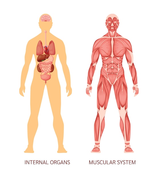 Human body muscular system and internal organs heart liver brain kidneys lungs