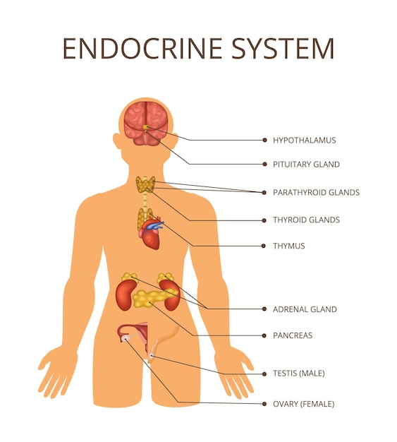 Human Body Organ Systems Concept