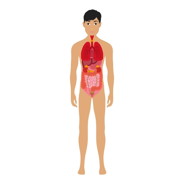 Human body and organs systems infographic anatomy system human body kidney and lung liver stomach