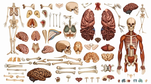 Vector human body parts collection vector set