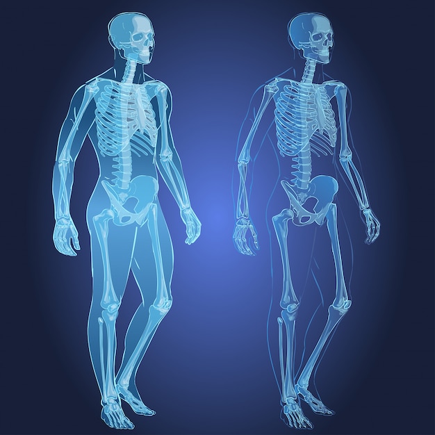 Human body and skeleton