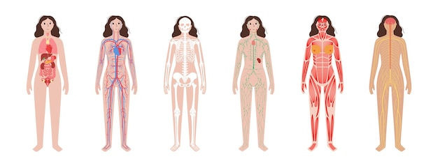 Vector human body systems