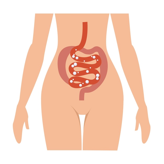 Human body with the image of the intestines and bladder. Vector medical illustration.