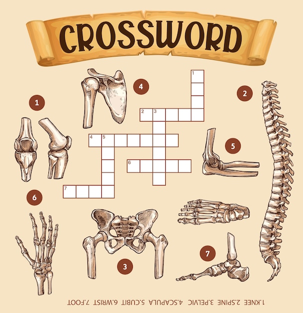 Human bones crossword grid worksheet find word