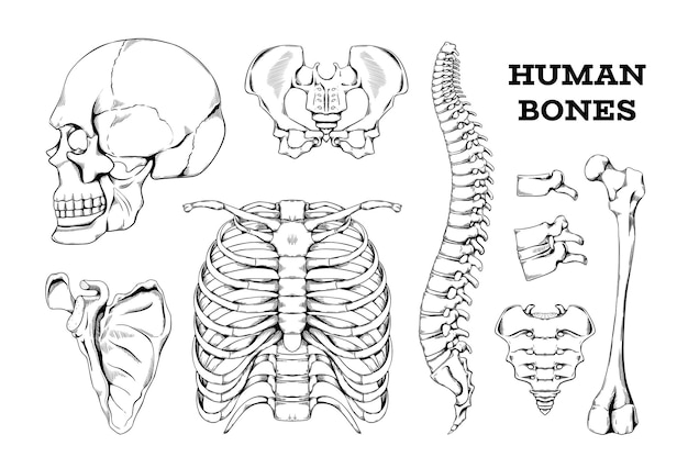 Human bones sketch Hand drawn anatomy joints or body skeleton parts Spine with vertebrae and femur Isolated engraving skull Scapula and thorax with ribs Vector orthopedic medical skeletal set