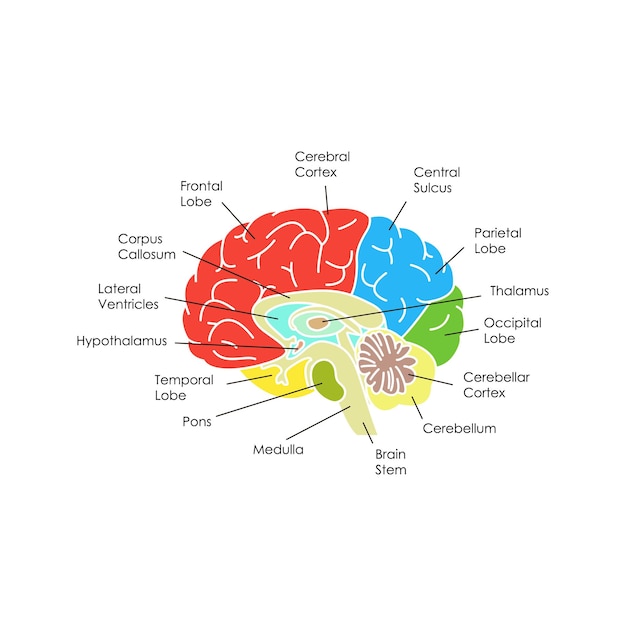 Human Brain Anatomy Card Poster Vector