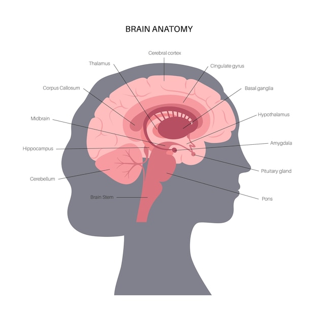 Human brain anatomy on a white background Limbic system and neural network Basal ganglia amygdala thalamus cingulate gyrus and hypothalamus Cerebral cortex and cerebrum flat vector illustration