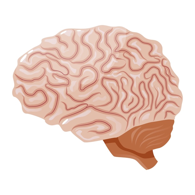 Vector human brain internal organ