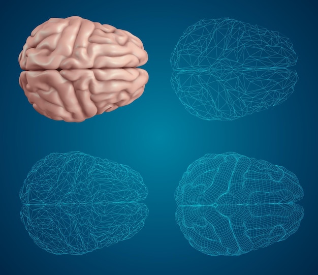 Human brain Vector set in different styles meshe