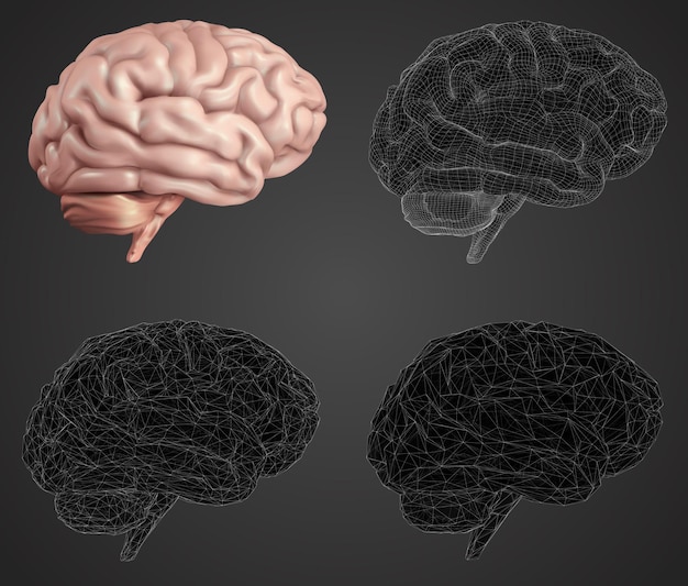 human brain Vector set in different styles meshe