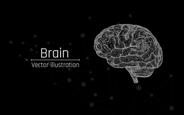 Human brain in wireframe style