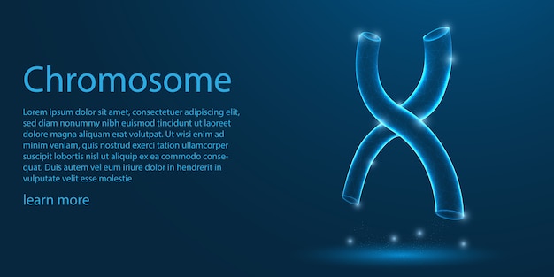 Human Chromosome,  X-shaped structure.