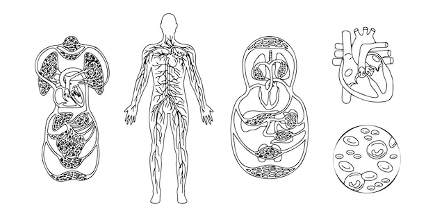 Vector the human circulatory system anatomy line isolated drawing sketch diagram blood and heart