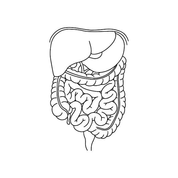 Vector human digestive system illustration with description of the corresponding internal parts