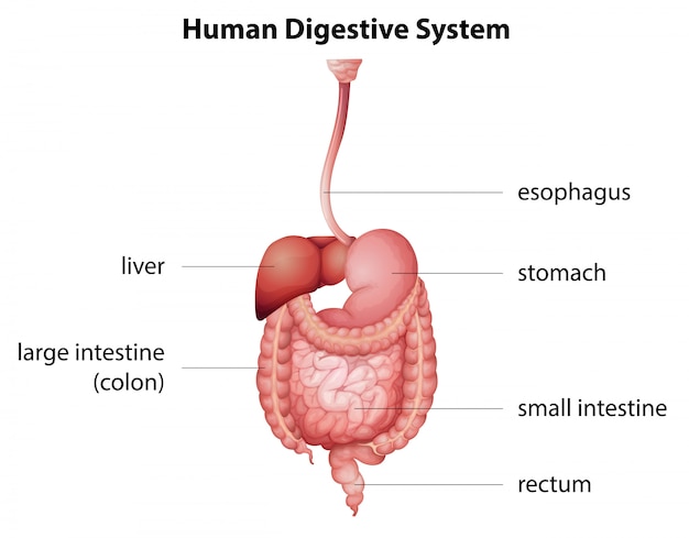 Vector human digestive system