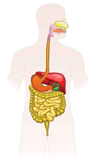 Human digestive system