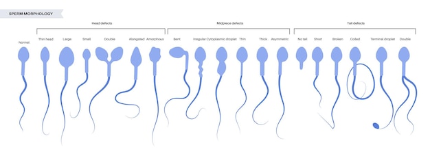 Human egg cell anatomy. Fertilisation, gynecology and ivf research.