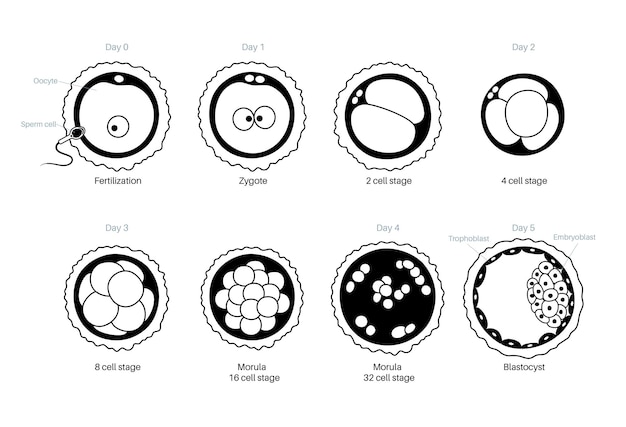 Human egg cell anatomy. Fertilisation, gynecology and ivf research.