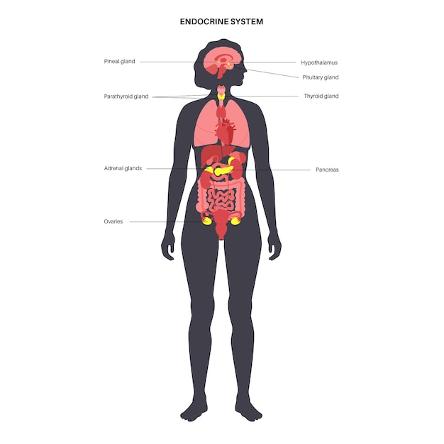 Human endocrine system