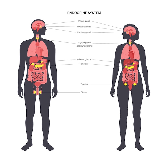 Human endocrine system