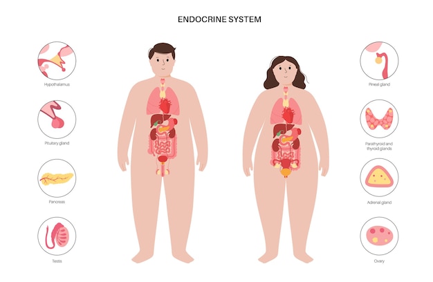 Human endocrine system