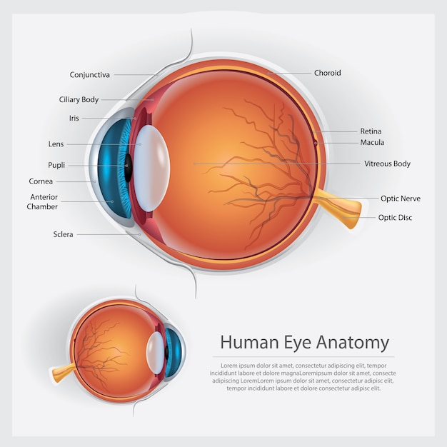 Human Eye Anatomy Vector Illustration