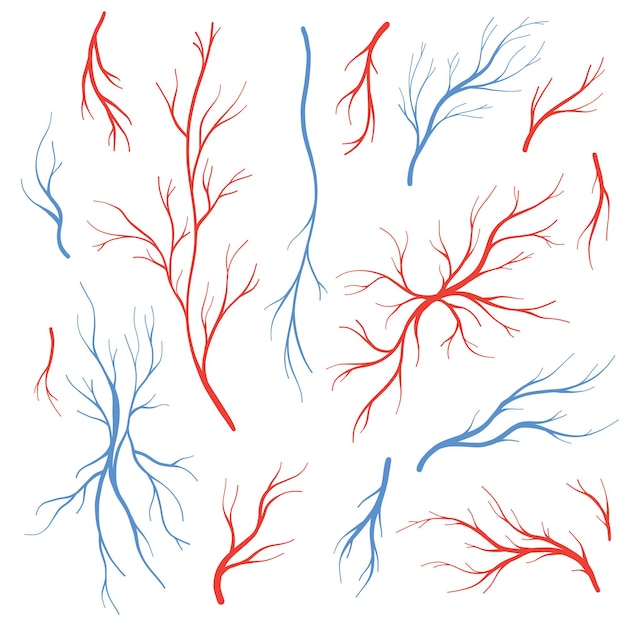 Vector human eye veins and arteries red blood vessels blood system vector set blood veins isolated