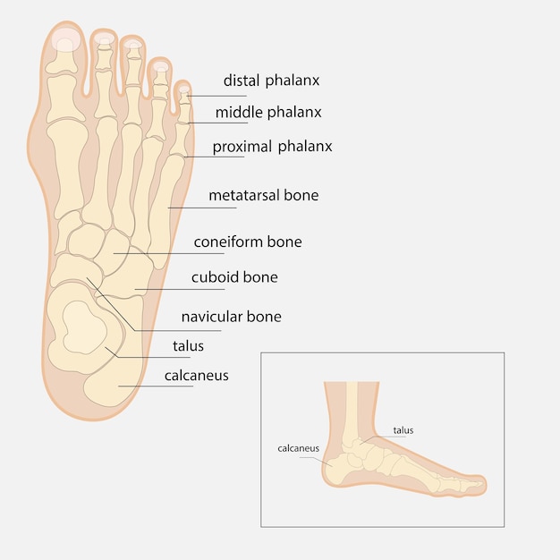 Human foot bones anatomy sketch Vector orthopedic medicine Skeleton of the phalanges of the ankles