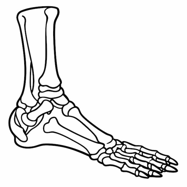 Human Foot Skeleton Illustration