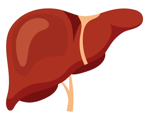 Human healthy liver Vector illustration