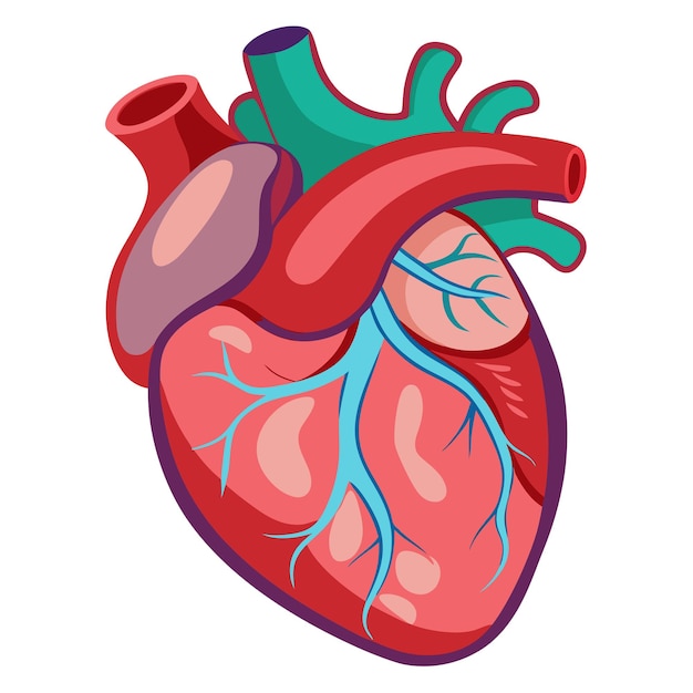 human heart anatomy clipart vector art and illustration