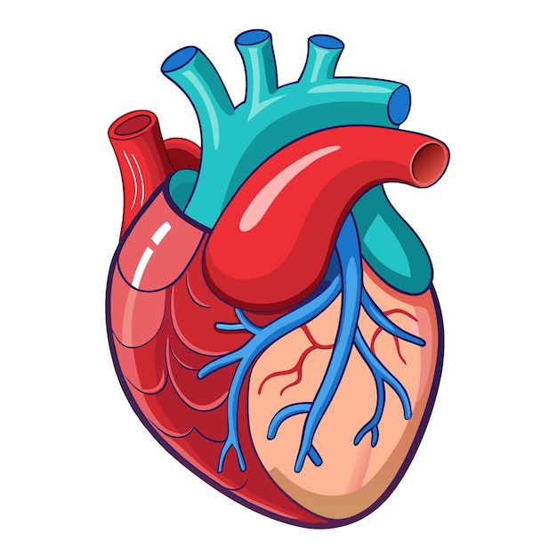 human heart anatomy clipart vector art and illustration