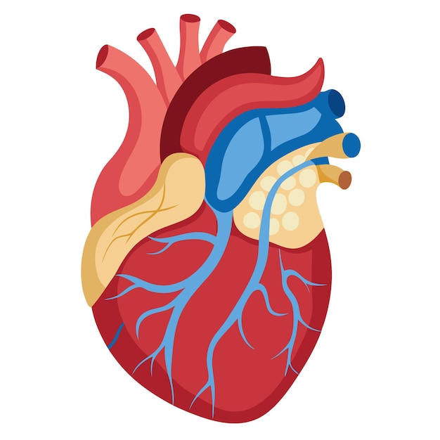 human heart anatomy clipart vector art and illustration