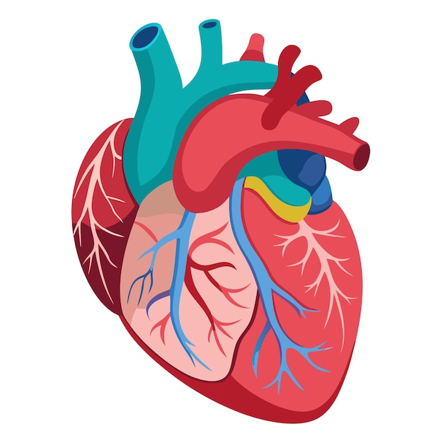 human heart anatomy clipart vector art and illustration