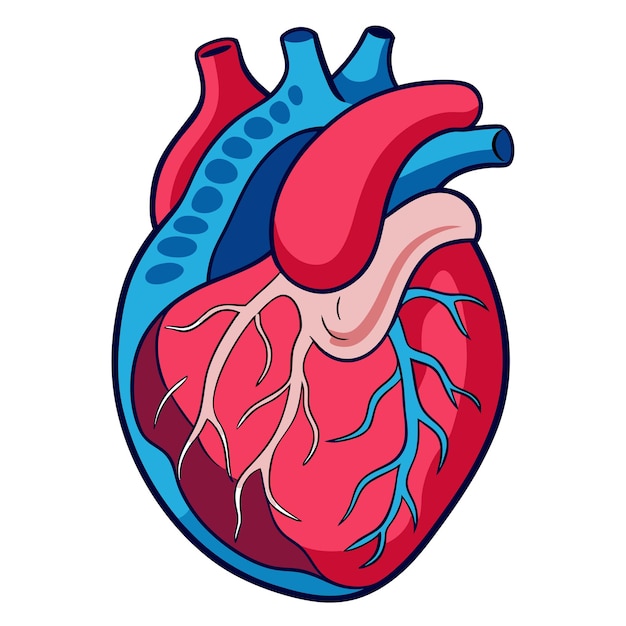 Vector human heart anatomy clipart vector art and illustration