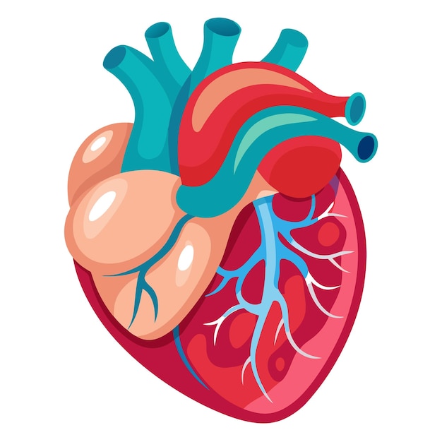 human heart anatomy clipart vector art and illustration