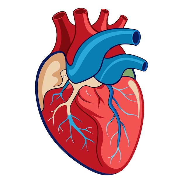 human heart anatomy clipart vector art and illustration