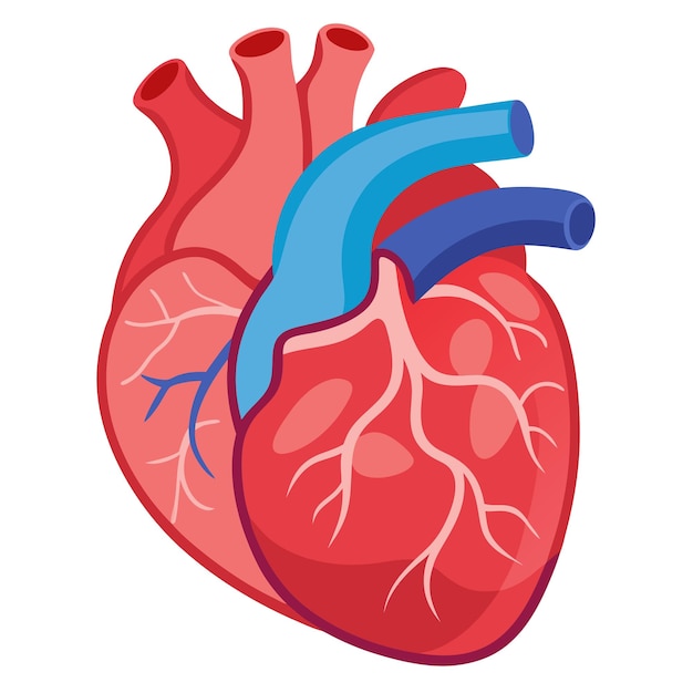 human heart anatomy clipart vector art and illustration